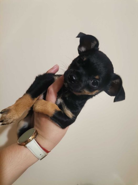 Мини пинчери   1 мъжко и 2женски