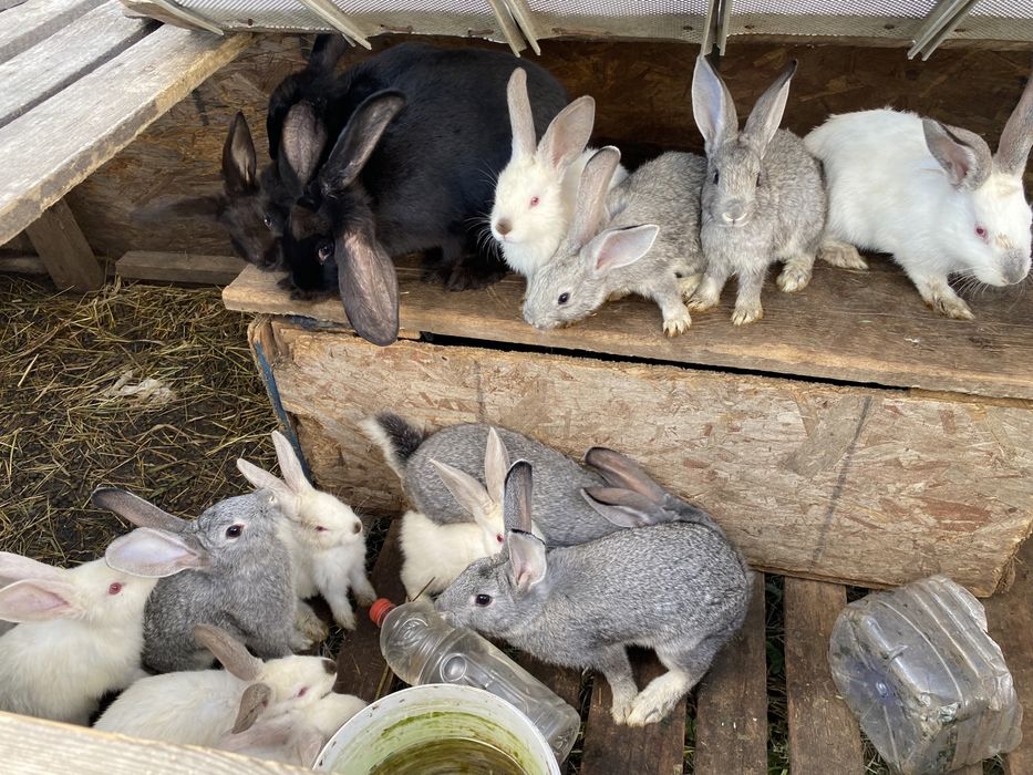 продам крольчат месячные и двухмесячные