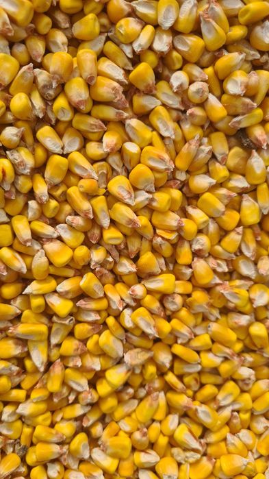 Porumb recolta  2025