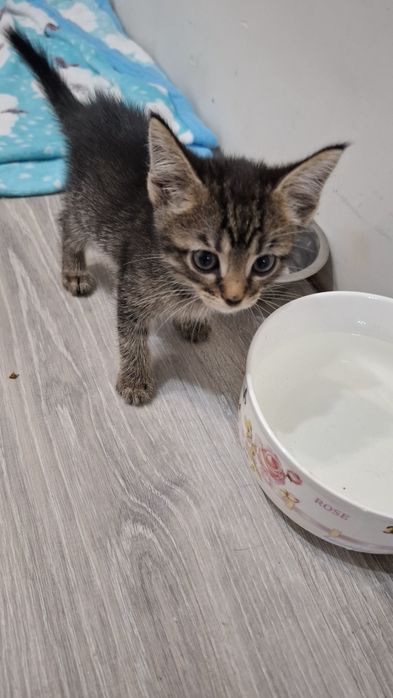 Отдам в Добрые руки  котят