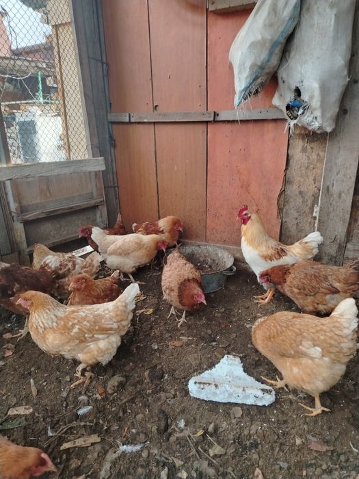 Продам домашные куры