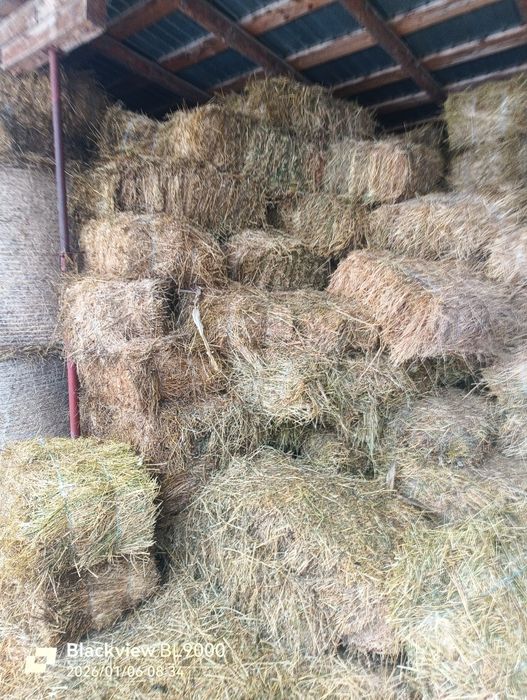 Vând baloți  din lucerna