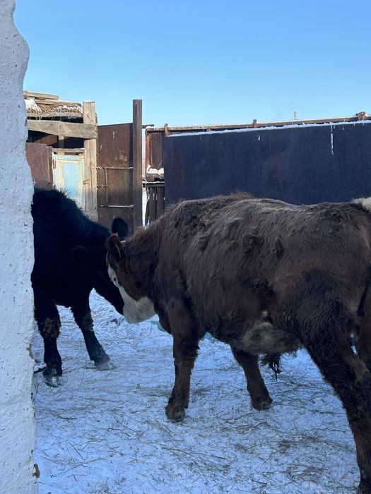 Продам бычков 11 голов