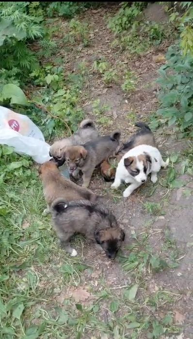 Приобретите маленького друга