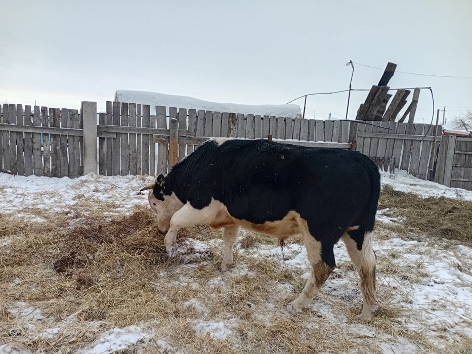 Продам Продам Продам Продам .