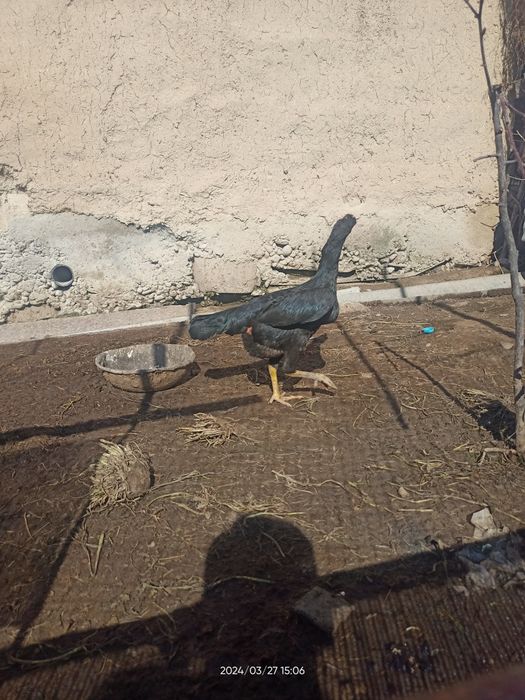 Дакен жожа товуқлар