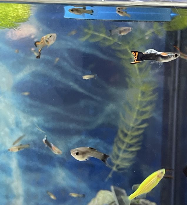 Гуппи Эндлера продам.