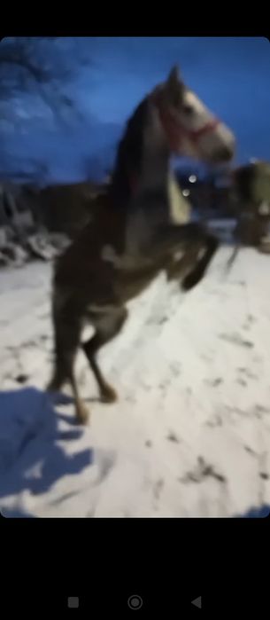 Vând poneiță de 3 pe 4 ani