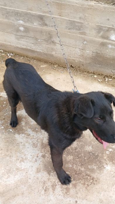 Ит сатылады/ собака продается