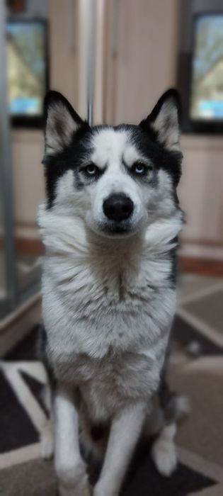 Хаски , 4,5 года , нужно свести