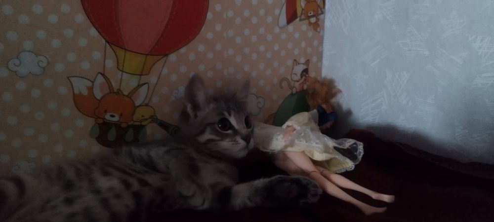 Отдам в хорошие, добрые руки!