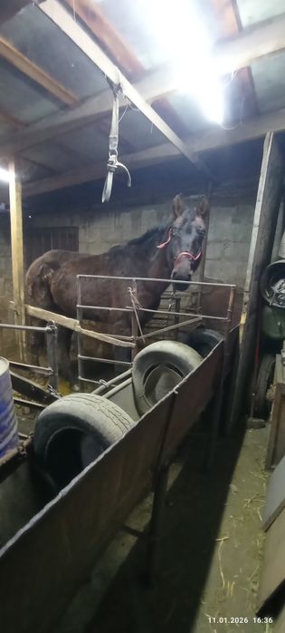 Продам коня хорошо