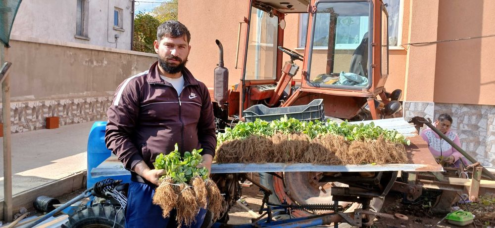 Разсад Ягоди И малини