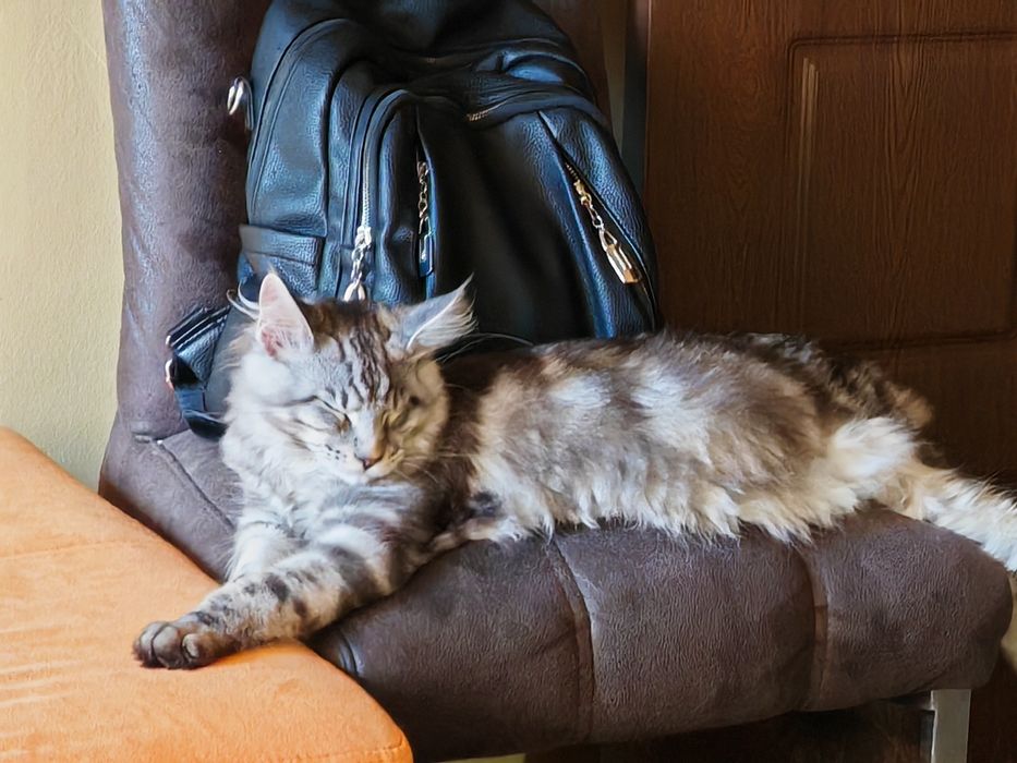 Мейн кун мъжки котета