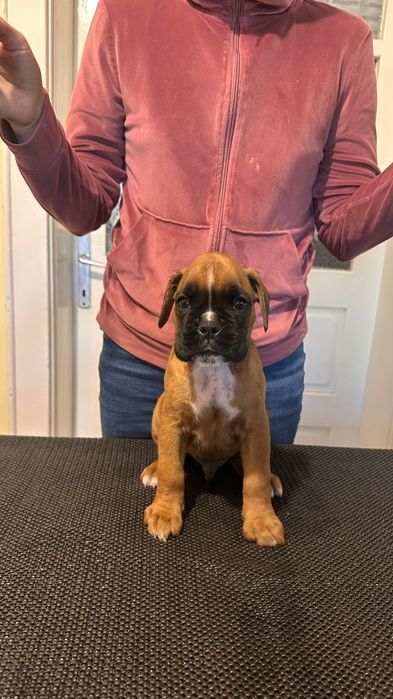 Puii Boxer German de vânzare