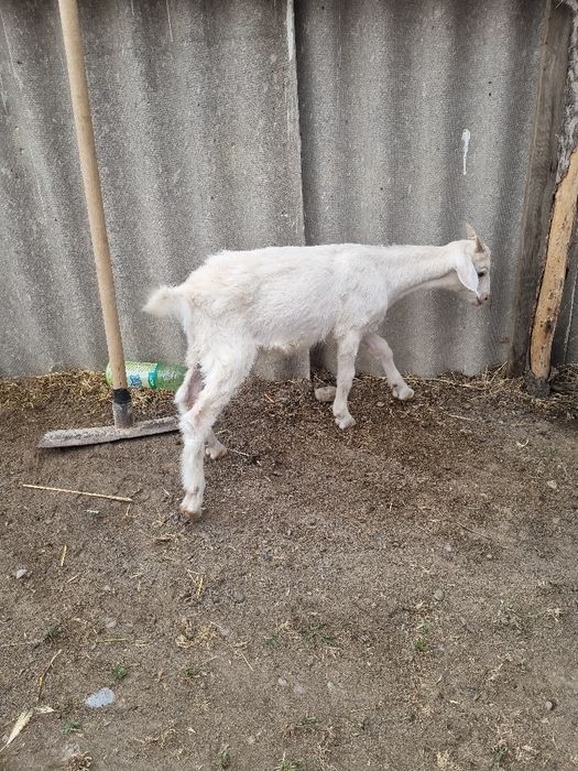 Нубинский козлята