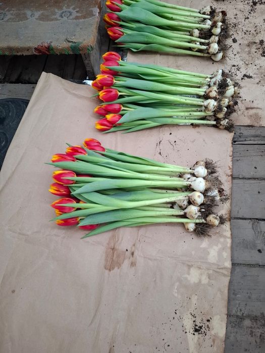 Тюльпаны Голландские в розницу