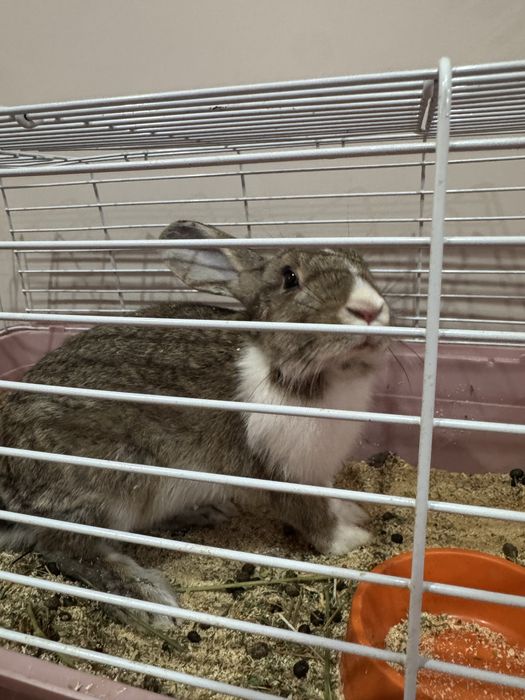 Продам милого кролика