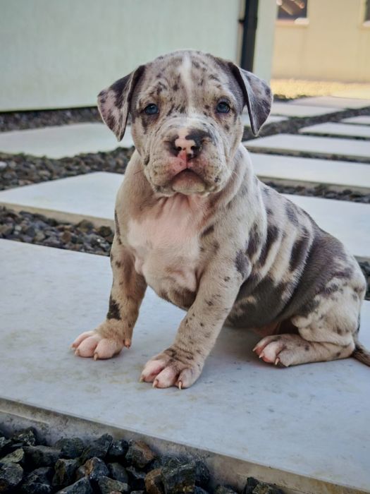American Bully XL