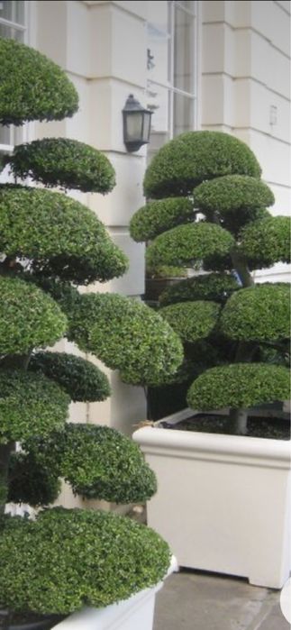 Plante de înaltă calitate si stil