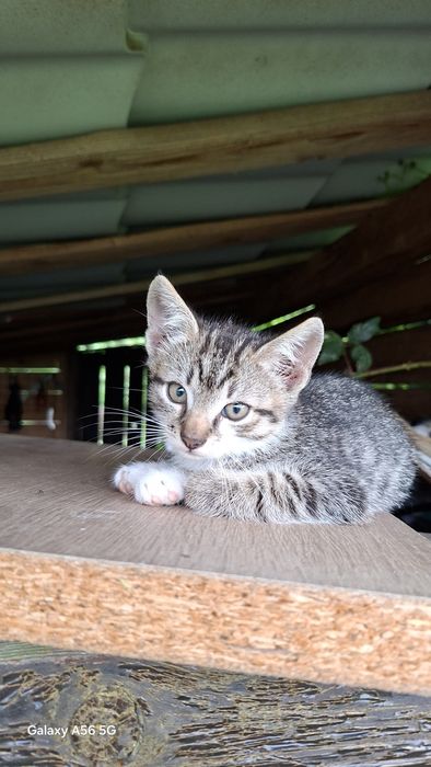 Adopție pisicuți