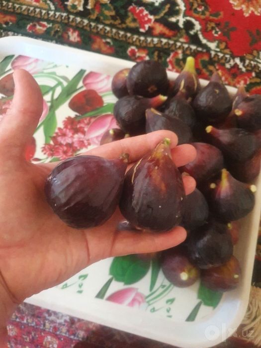 Инжир, саженцы, разные сорта.