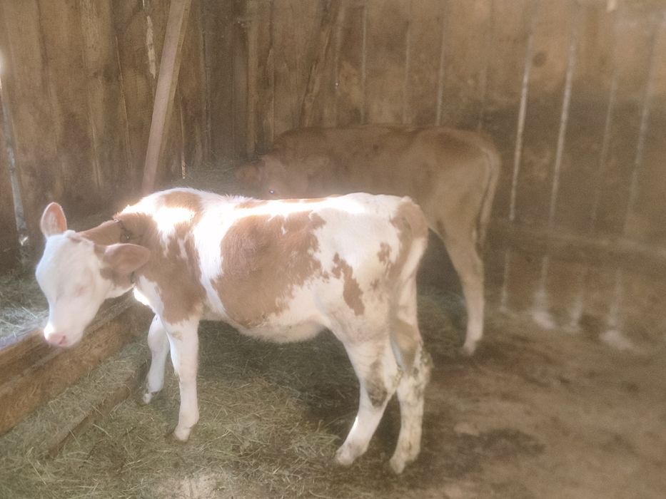 Viței și vițele de vînzare bălțate românești frumoase