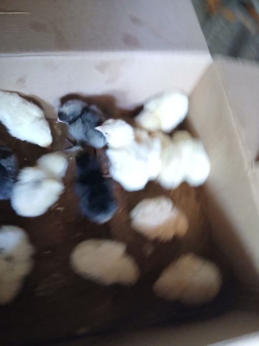 Пподам цыплят 1 недельные