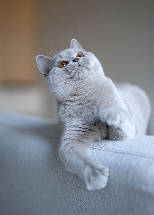 Британские котята