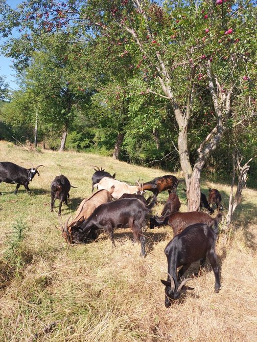 Vand capre, 12 bucati