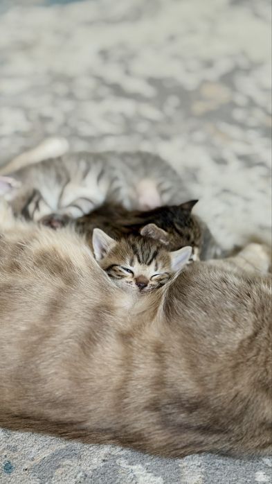 Кошка продам кошку