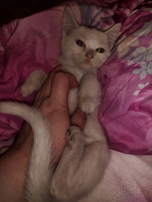 отдам котенка в добрые руки