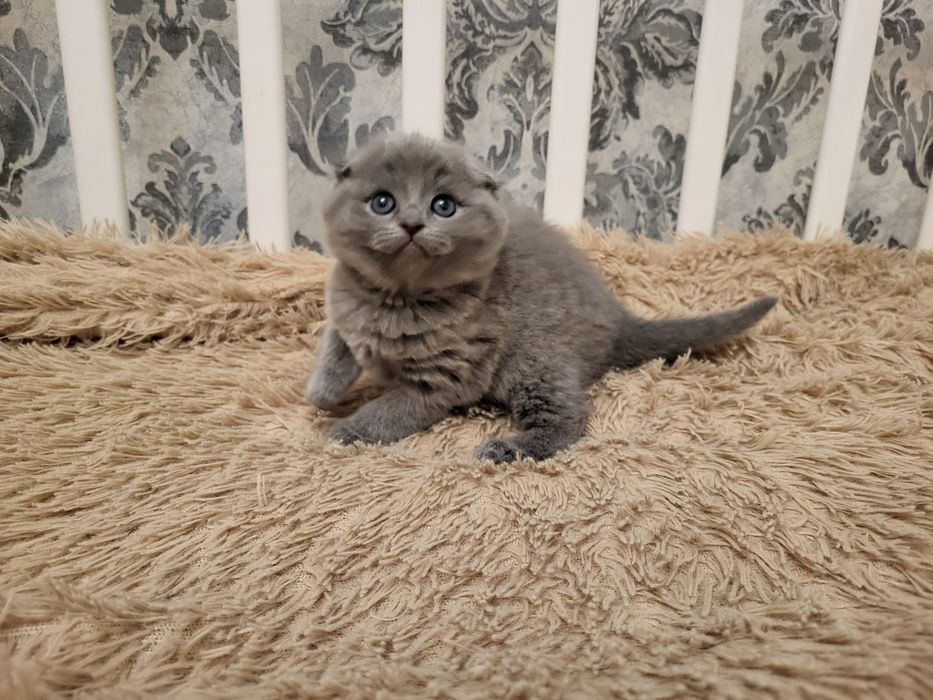 Девочка и Мальчик.  Скоттиш Фолд.