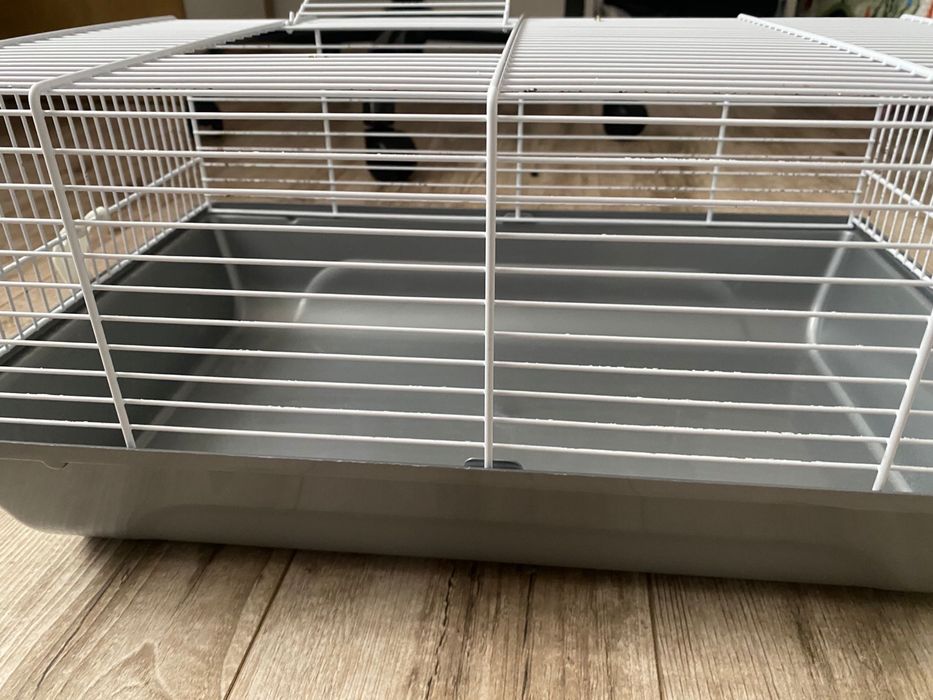 Hamster pitic de vanzare
