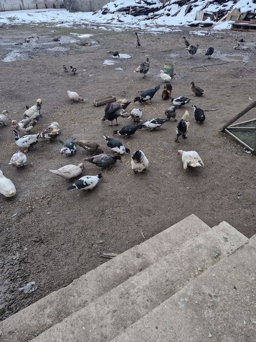 Vând rațe tinere de prasira sau de tăiat
Rățoi 100lei buc 4-5 kg
Rațe