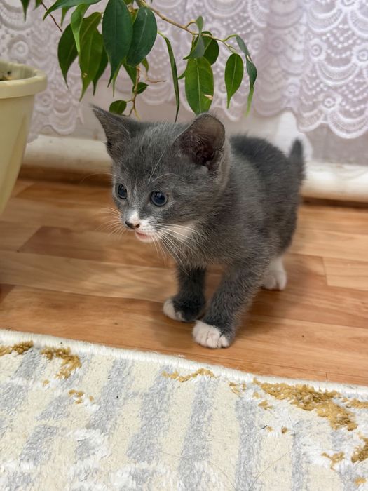 Продам домашнее кошки