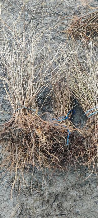 Puieți de cireș sălbatic