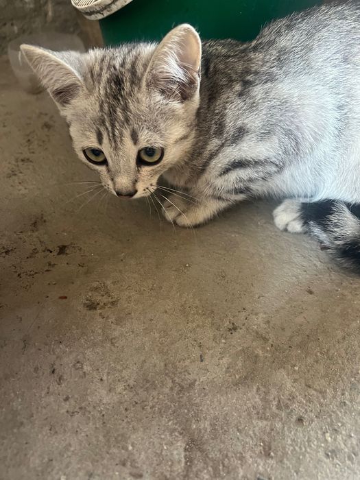 Продам котят …..