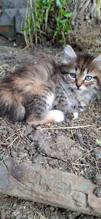 Отдам котят в добрые руки