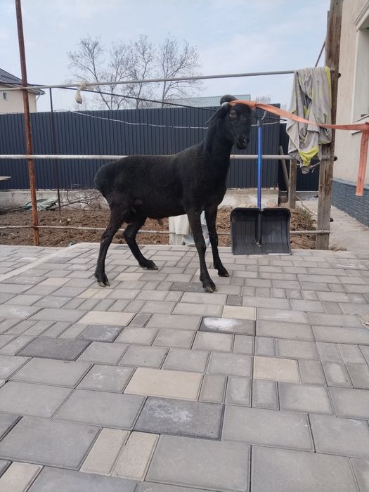 Қошкар, баран семіз.