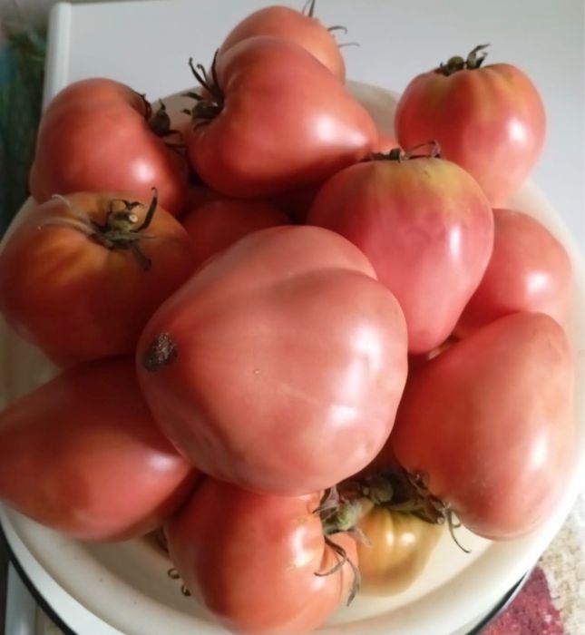 Продам домашние помидоры и огурцы