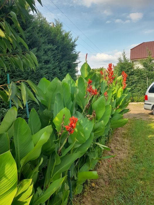 Super oferta! Vand rizomi ( bulbi ) de canna indice, aclimatizati