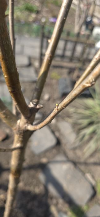 Продам дерево Сакура!