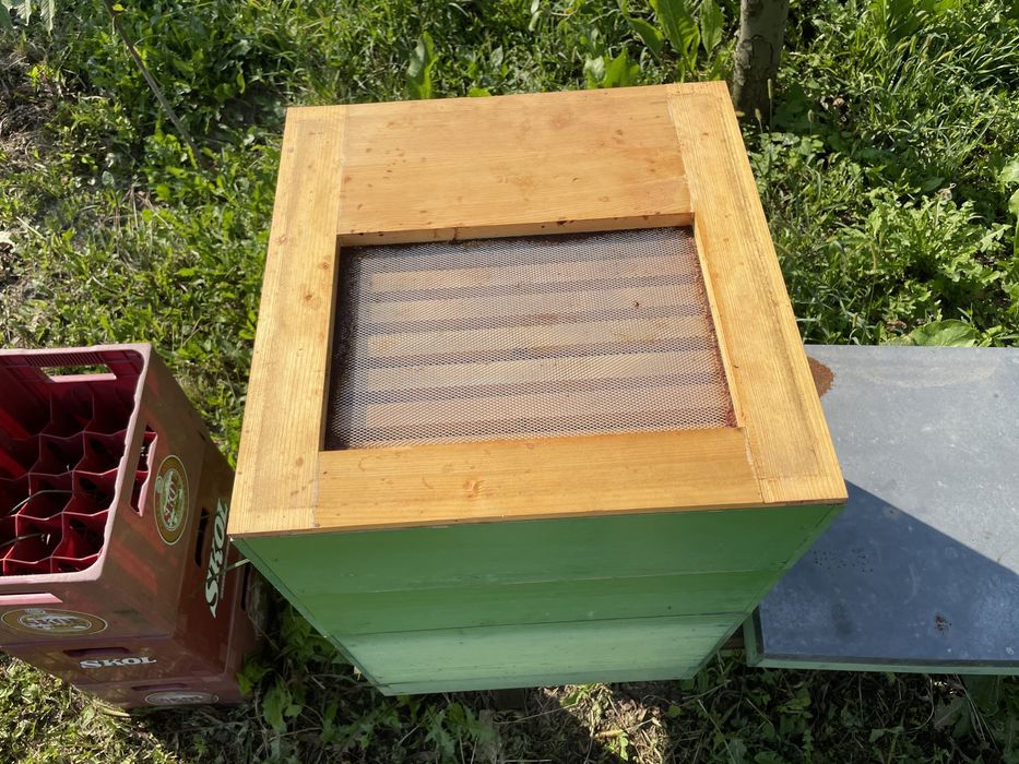 Ceara albine , stupi