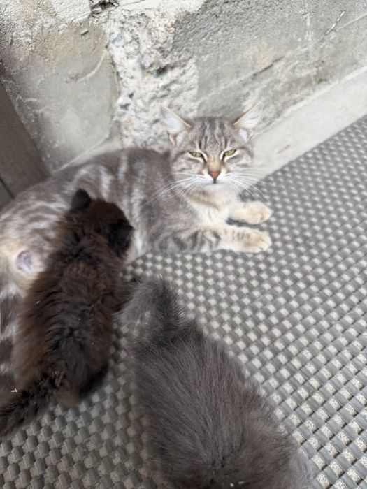 Отдам кошку и двух котят(девочки)