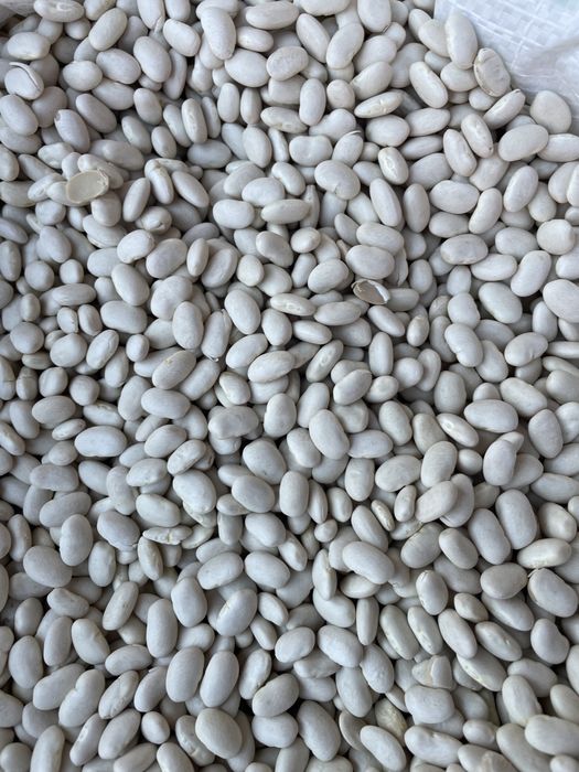 Домашеен пипер, боб