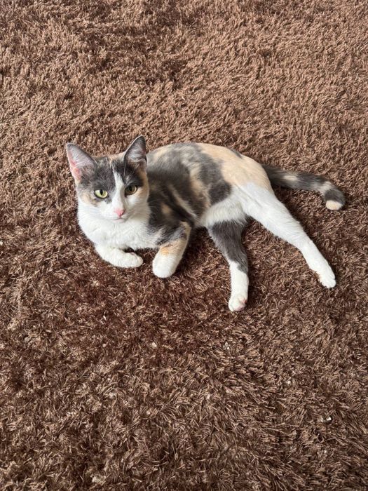 Отдам кошечку в добрые руки