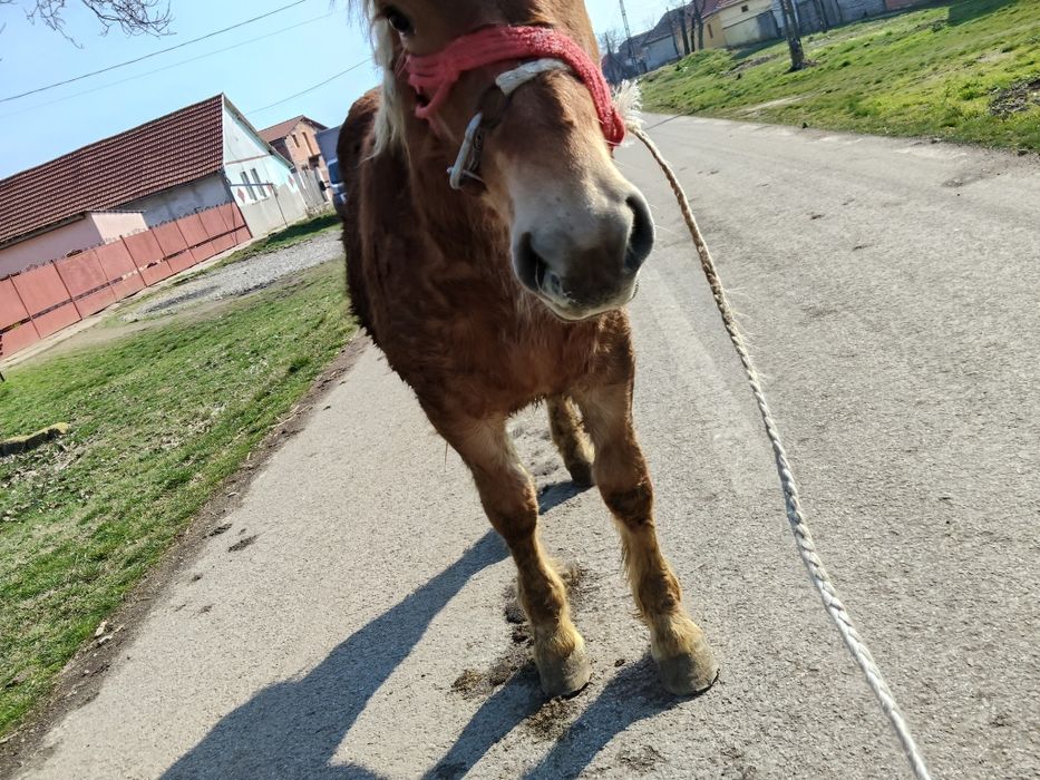 Vând mânz de 8 pe 9.luni.