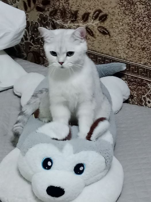 Отдам британскую кошечку.