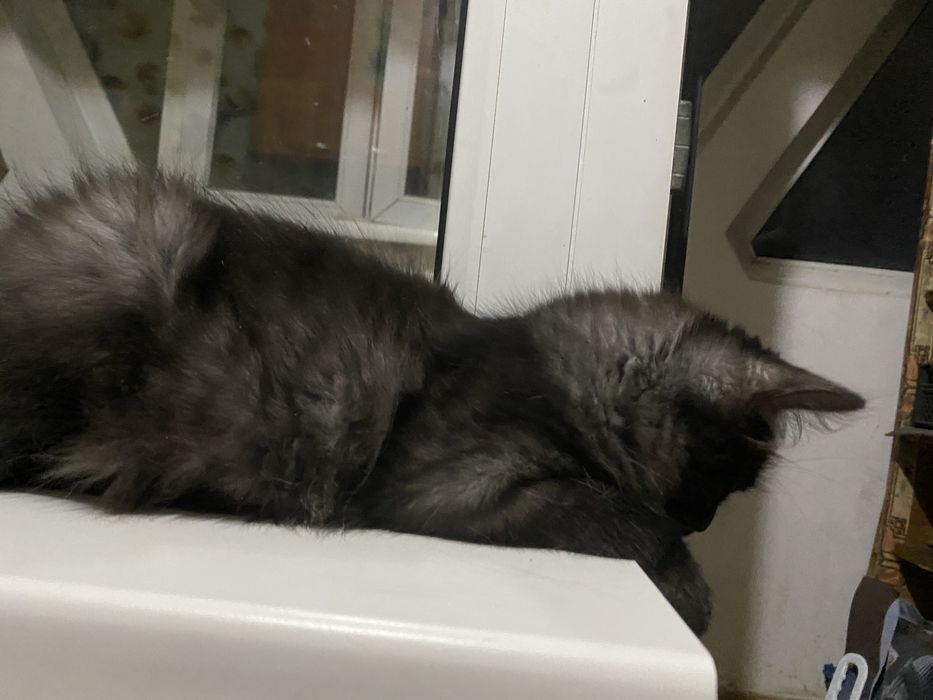 Отдам в хорошие руки котенка